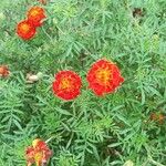 Tagetes tenuifolia 花
