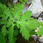 Chelidonium majus Blad