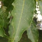 Handroanthus heptaphyllus Folha