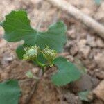 Merremia hederacea Λουλούδι