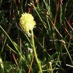 Tofieldia calyculata Fleur