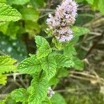 Mentha spicata Blomst