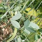Lathyrus tuberosus ഇല