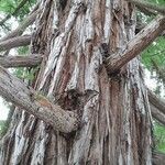 Sequoia sempervirens Corteccia