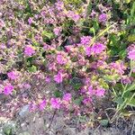 Mirabilis laevis Lorea