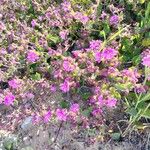 Mirabilis laevis Flower