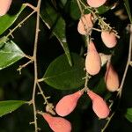 Licania hypoleuca Fruit