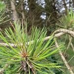Pinus nigra Ліст