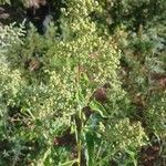 Chenopodiastrum hybridum 花