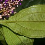 Miconia ligulata 花