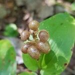 Maianthemum canadense Fruit