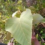Croton mongue Blatt