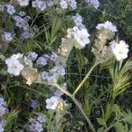 Phacelia distans Elinympäristö