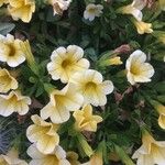 Calibrachoa parvifloraফুল