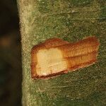 Celtis prantlii Corteza