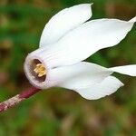 Cyclamen balearicum Flower
