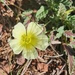 Monsonia longipes Blomma