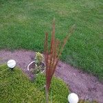 Bothriochloa ischaemum Flower