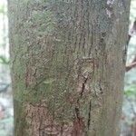 Lecythis persistens Kabuk