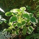 Coleus madagascariensisFolha