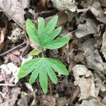 Ranunculus hispidus Leaf