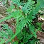 Selaginella willdenowii Leaf