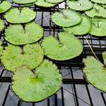 Nymphaea micrantha पत्ता