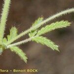 Sanguisorba hybrida 葉