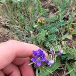 Gentiana affinis Kvet