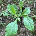 Erigeron pulchellus Leaf