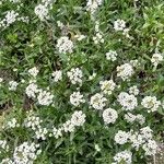 Lobularia maritima Habit