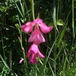 Gladiolus palustrisFlower