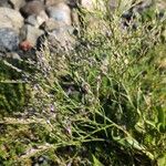 Limonium carolinianum Flower