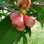 Syzygium samarangense 果實