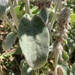 Stachys byzantina Leaf