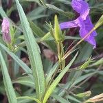Ruellia simplex Blatt