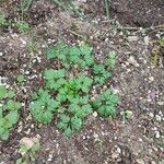 Geranium purpureumLeaf