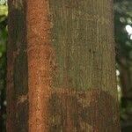 Tachigali richardiana Corteza
