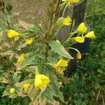 Oenothera biennisBlomst