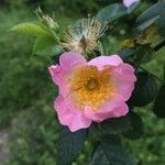 Rosa pouzinii Blomma