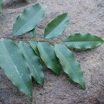 Diospyros abyssinica Blad