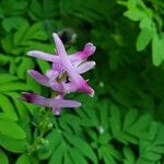 Corydalis scouleriCvet