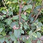 Cotoneaster franchetii Hoja
