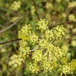 Peucedanum alsaticum Blüte