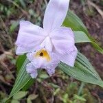 Sobralia macrantha Flower