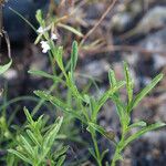 Verbena simplex Buveinė