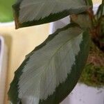Goeppertia picturata 葉