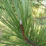 Pinus nigra Blatt