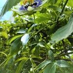 Passiflora caeruleaFlower