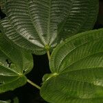 Miconia purpureoviolacea Leaf